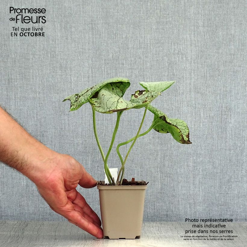 Brunnera macrophylla Silver Heart - Siberian Bugloss 8/9 cm pot sample as delivered in autumn