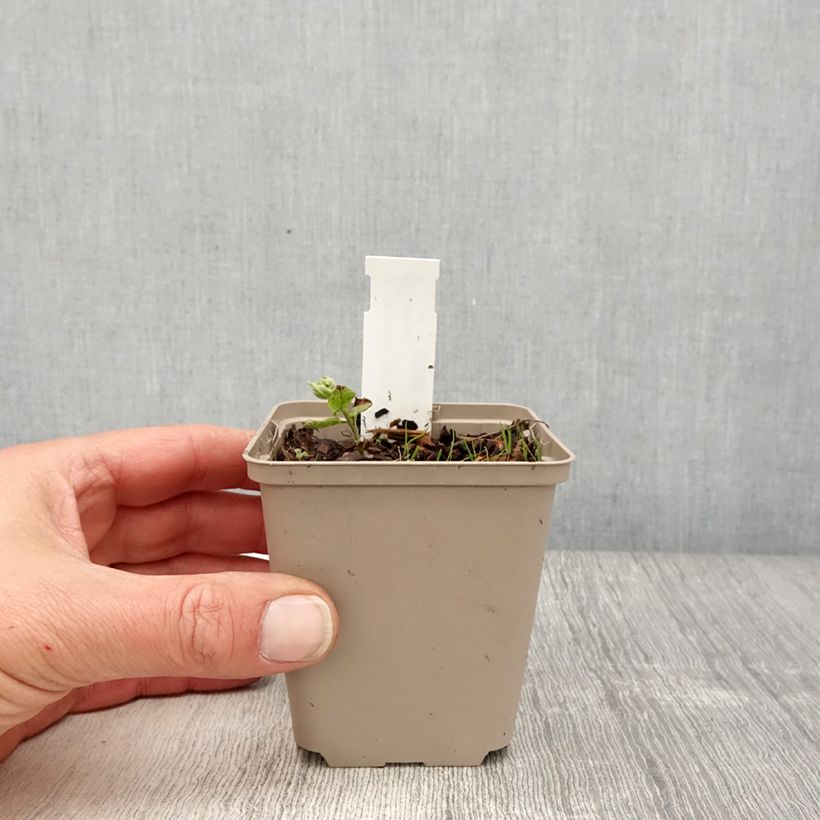 Brunnera macrophylla White Zebra - Siberian Bugloss 8/9 cm pot sample as delivered in spring