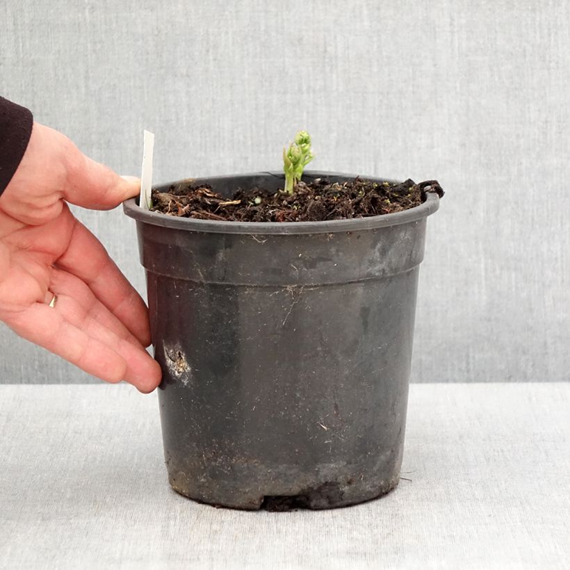 Brunnera sibirica - Siberian Bugloss 2L/3L pot sample as delivered in spring