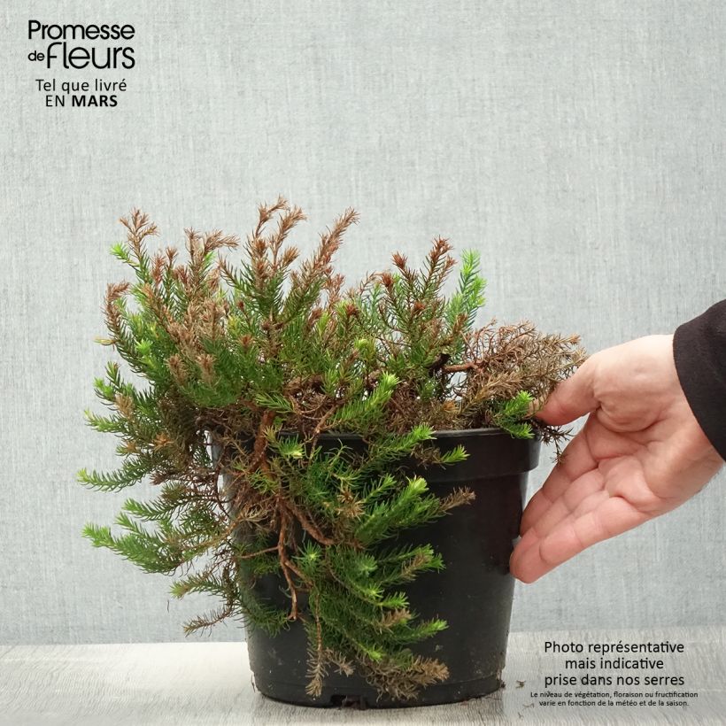 Erica nana Limoncello - Dwarf Heather 4L/5L pot sample as delivered in spring