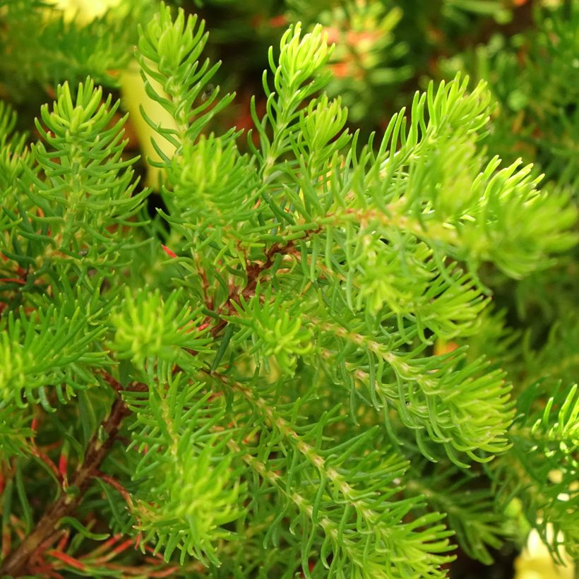 Erica nana Limoncello - Dwarf Heather (Foliage)