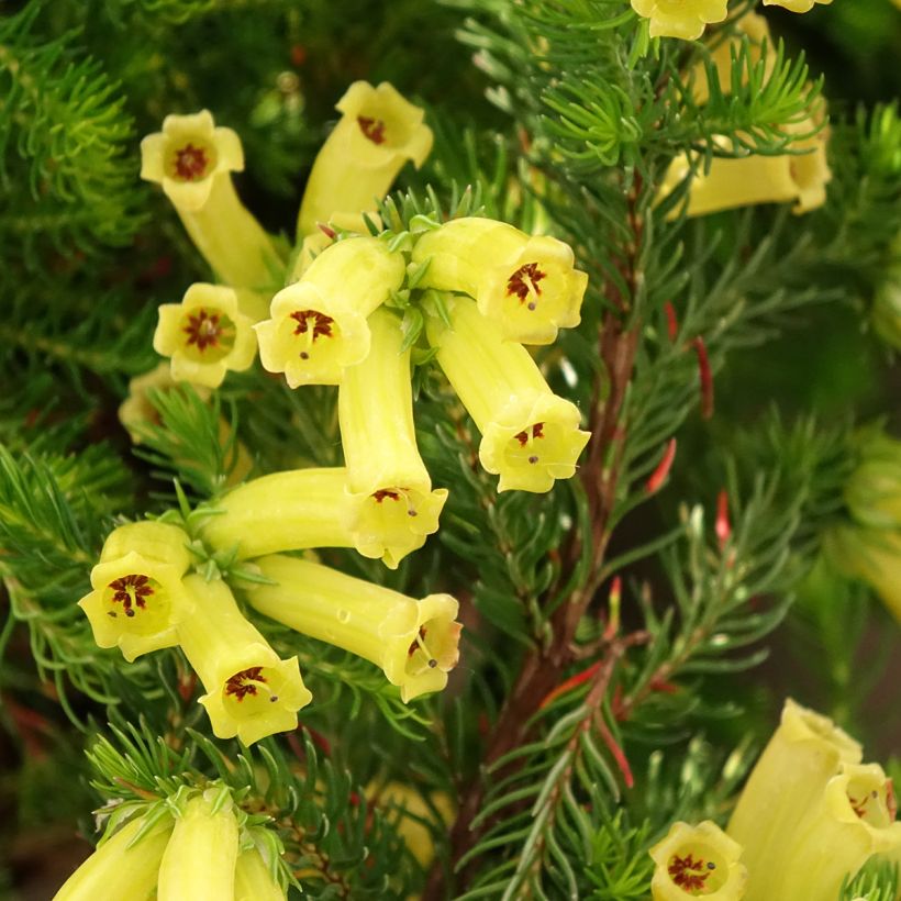 Erica nana Limoncello - Dwarf Heather (Flowering)