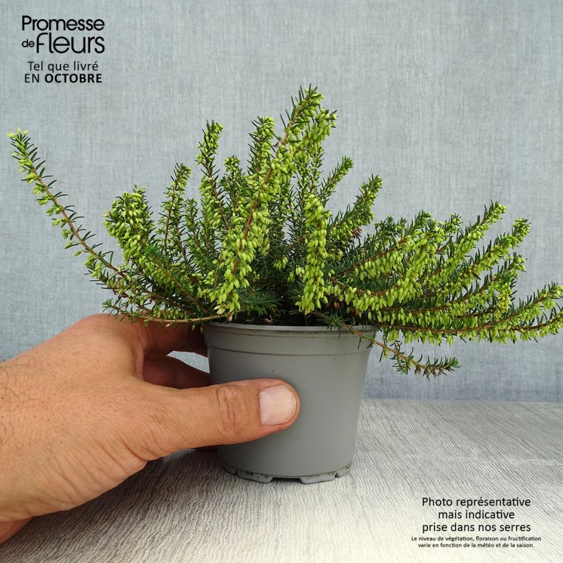 Erica carnea December Red - Winter Heath 8/9 cm pot sample as delivered in autumn