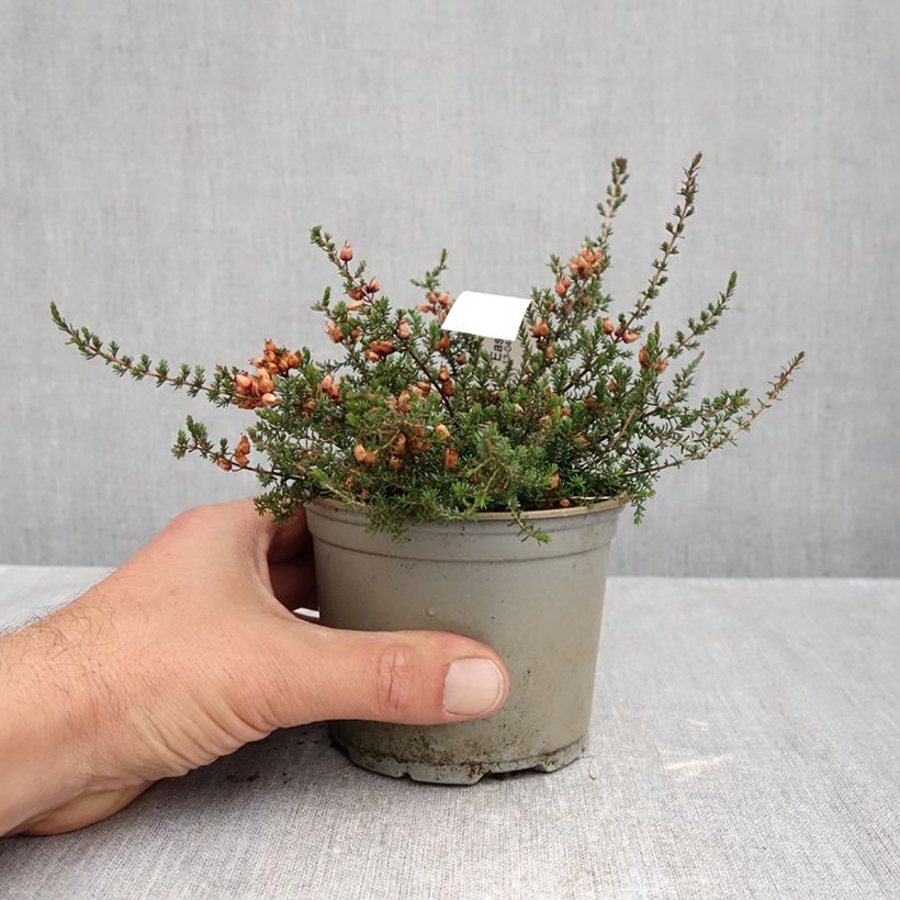 Erica cinerea C.D. Eason - Bell Heather 12cm pot sample as delivered in autumn