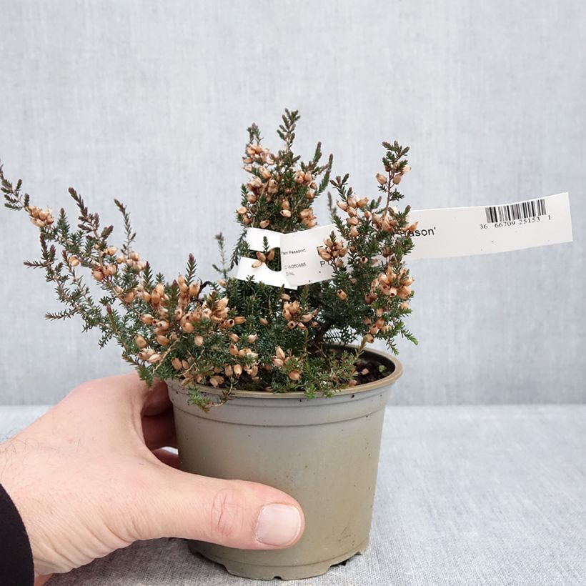 Erica cinerea C.D. Eason - Bell Heather 12cm pot sample as delivered in winter