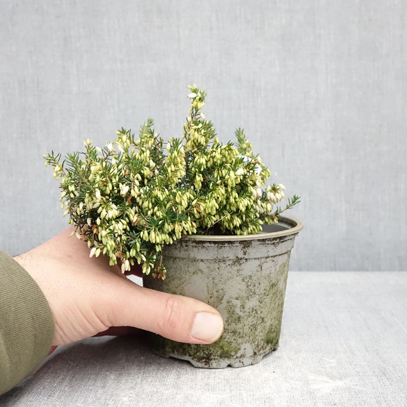 Erica cinerea f. alba - Bell Heather 12cm pot sample as delivered in winter