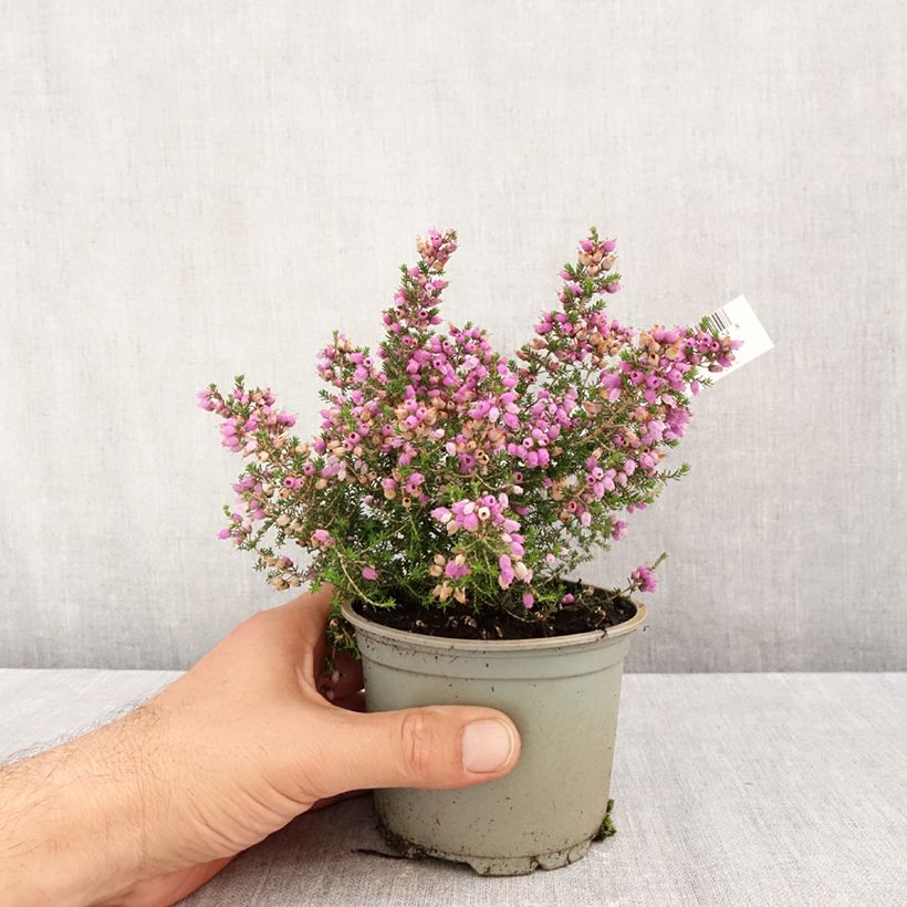 Erica cinerea Pallas - Bell Heather 12cm pot sample as delivered in autumn