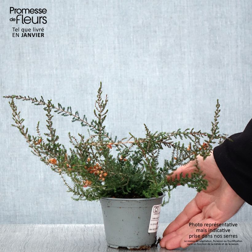 Erica cinerea - Winter Heath 10cm/11cm pot sample as delivered in winter