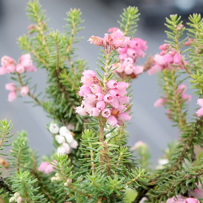 Erica x williamsii Ken Wilson (Flowering)
