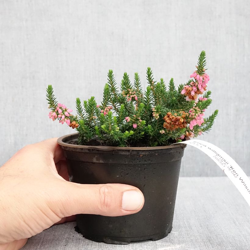 Erica x williamsii Ken Wilson 10cm/11cm pot sample as delivered in autumn