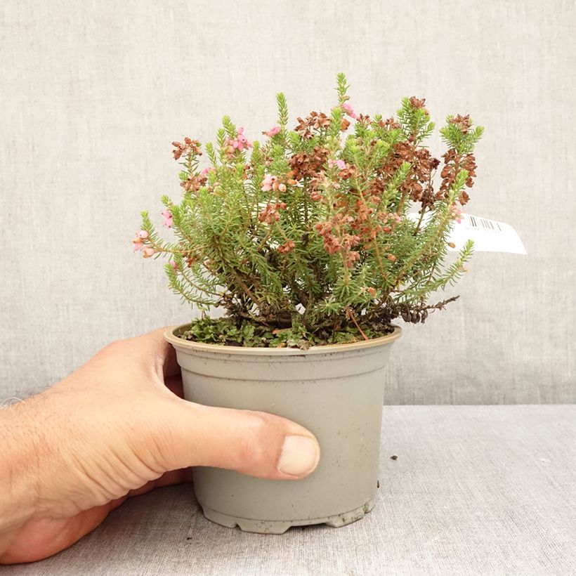 Erica x williamsii Ken Wilson 1.5L/2L pot sample as delivered in summer