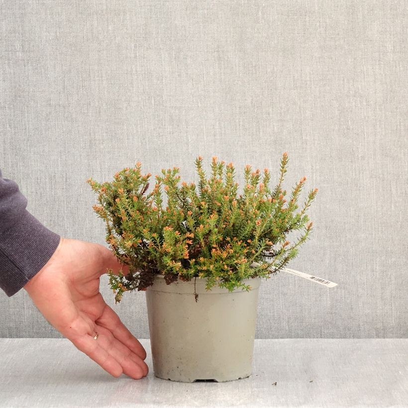 Erica x williamsii Ken Wilson 1.5L/2L pot sample as delivered in spring