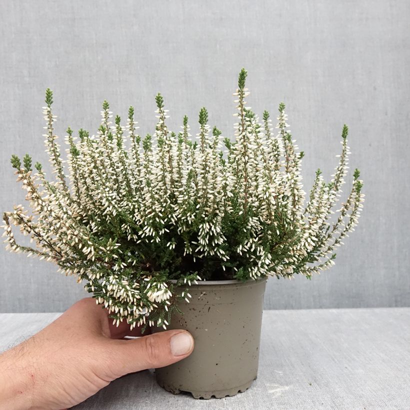 Calluna vulgaris Garden Girls Alicia - Heather 1L/1.5L pot sample as delivered in autumn