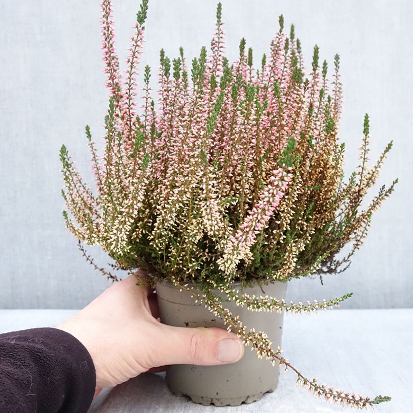 Calluna vulgaris Garden Girls Angie - Heather 1L/1.5L pot sample as delivered in winter
