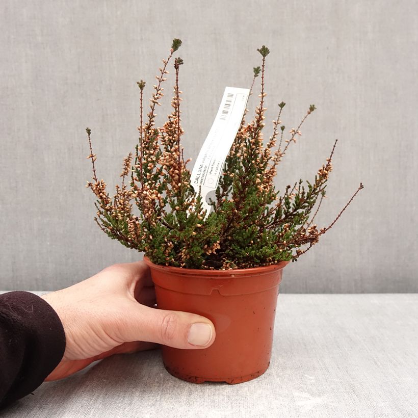 Calluna vulgaris Garden Girls Athene - Heather 1L/1.5L pot sample as delivered in winter