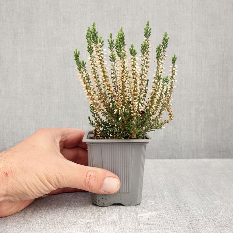 Calluna vulgaris Bettina - Heather 8/9 cm pot sample as delivered in autumn