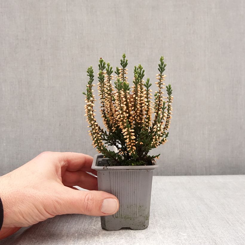 Calluna vulgaris Bettina - Heather 8/9 cm pot sample as delivered in winter