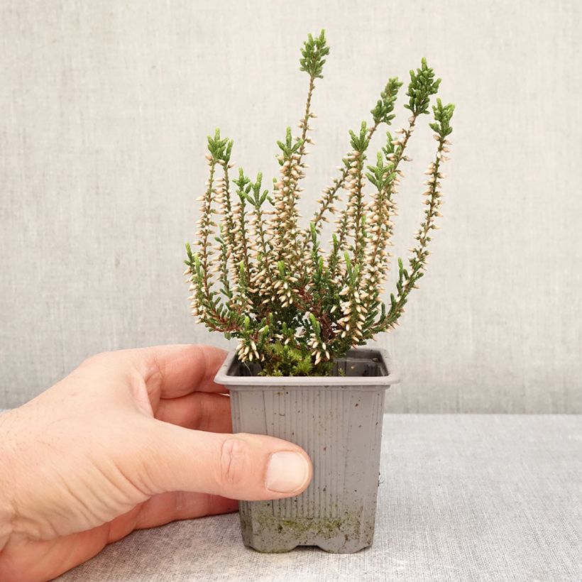 Calluna vulgaris Bettina - Heather 8/9 cm pot sample as delivered in spring