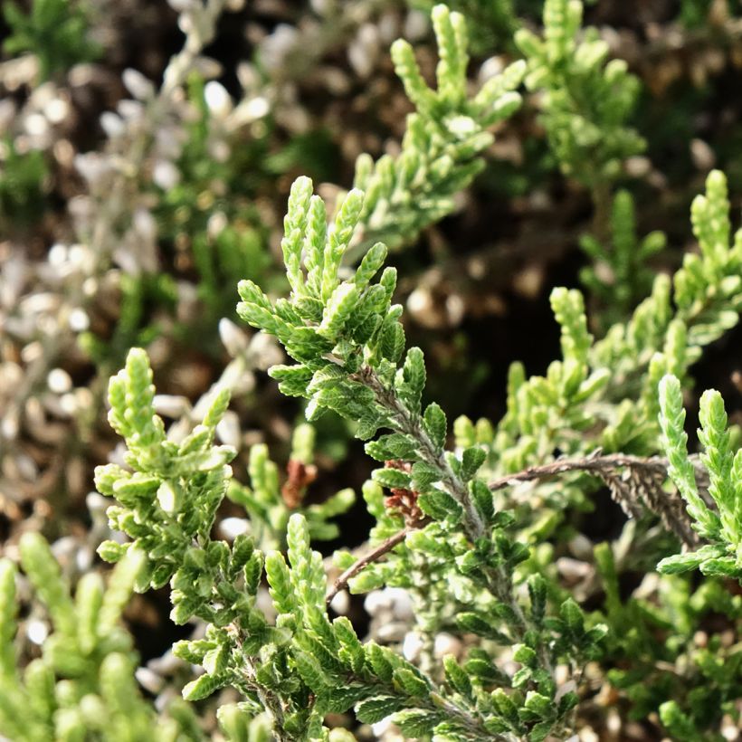 Calluna vulgaris Bettina - Heather (Foliage)