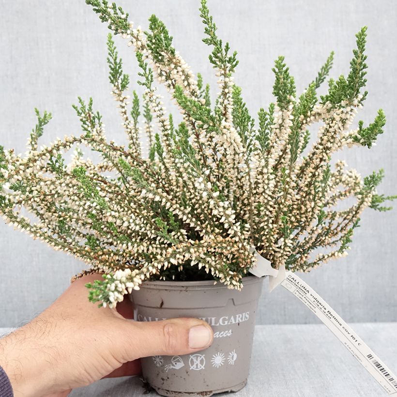 Calluna vulgaris Bettina - Heather 1L/1.5L pot sample as delivered in autumn