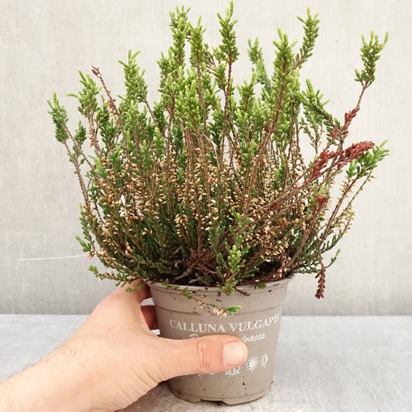 Calluna vulgaris Bettina - Heather 1L/1.5L pot sample as delivered in spring