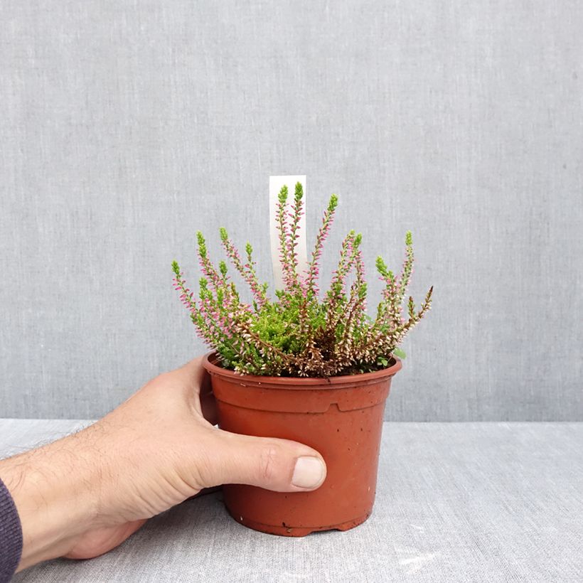 Calluna vulgaris Golden Angie - Heather 1L/1.5L pot sample as delivered in autumn