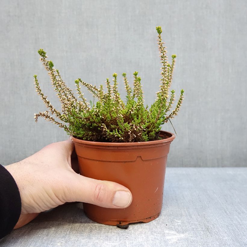 Calluna vulgaris Golden Angie - Heather 1L/1.5L pot sample as delivered in winter