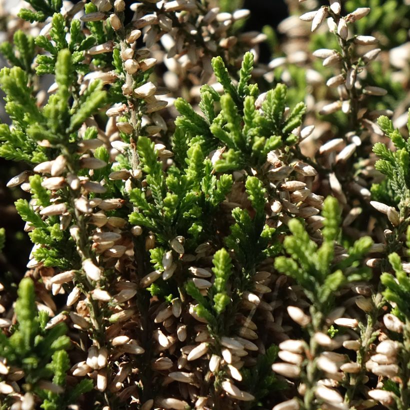 Calluna vulgaris Garden Girls Helena - Heather (Foliage)