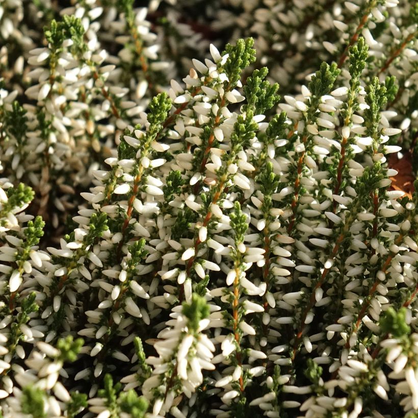 Calluna vulgaris Garden Girls Helena - Heather (Flowering)
