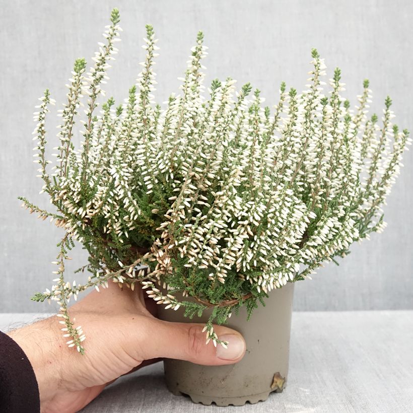 Calluna vulgaris Garden Girls Helena - Heather 1L/1.5L pot sample as delivered in autumn