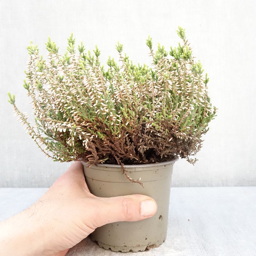 Calluna vulgaris Garden Girls Helena - Heather 1L/1.5L pot sample as delivered in spring