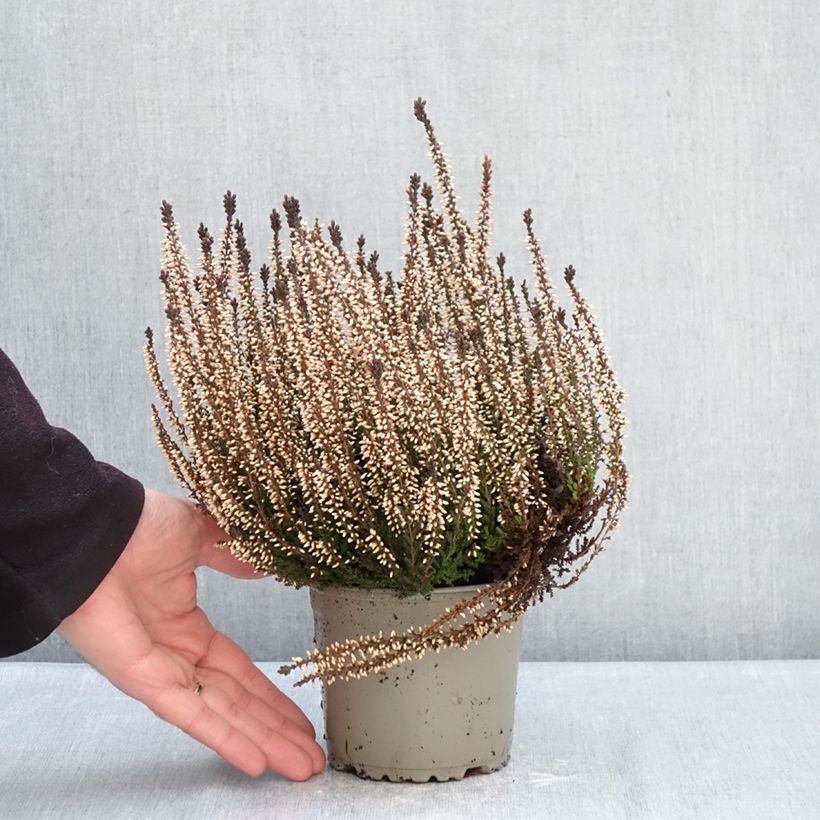 Calluna vulgaris Garden Girls Lilli - Heather 1L/1.5L pot sample as delivered in winter