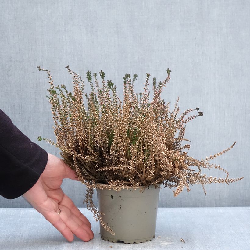 Calluna vulgaris Garden Girls Lioba - Heather 1L/1.5L pot sample as delivered in winter