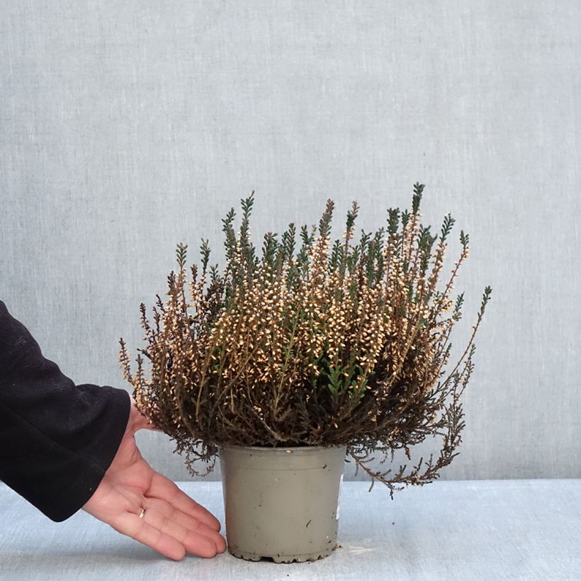 Calluna vulgaris Garden Girls Lisbeth - Heather 1L/1.5L pot sample as delivered in winter
