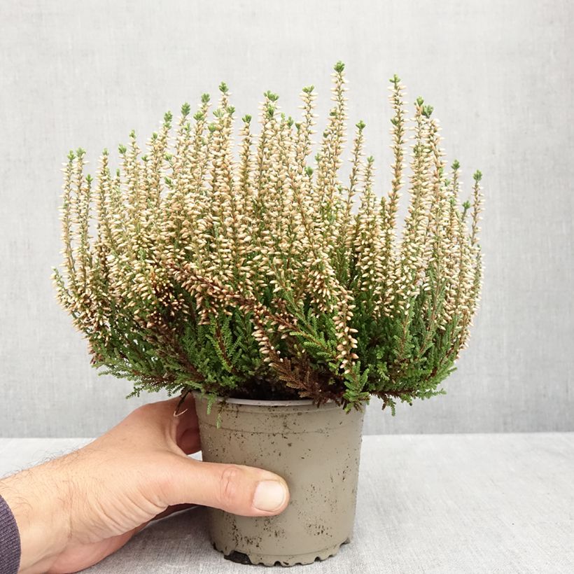 Calluna vulgaris Madonna - Heather 1L/1.5L pot sample as delivered in autumn