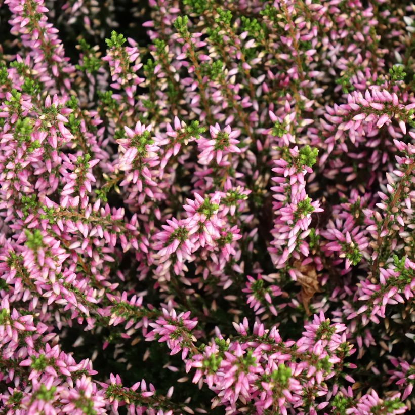 Calluna vulgaris Garden Girls Pink Angie - Heather (Flowering)