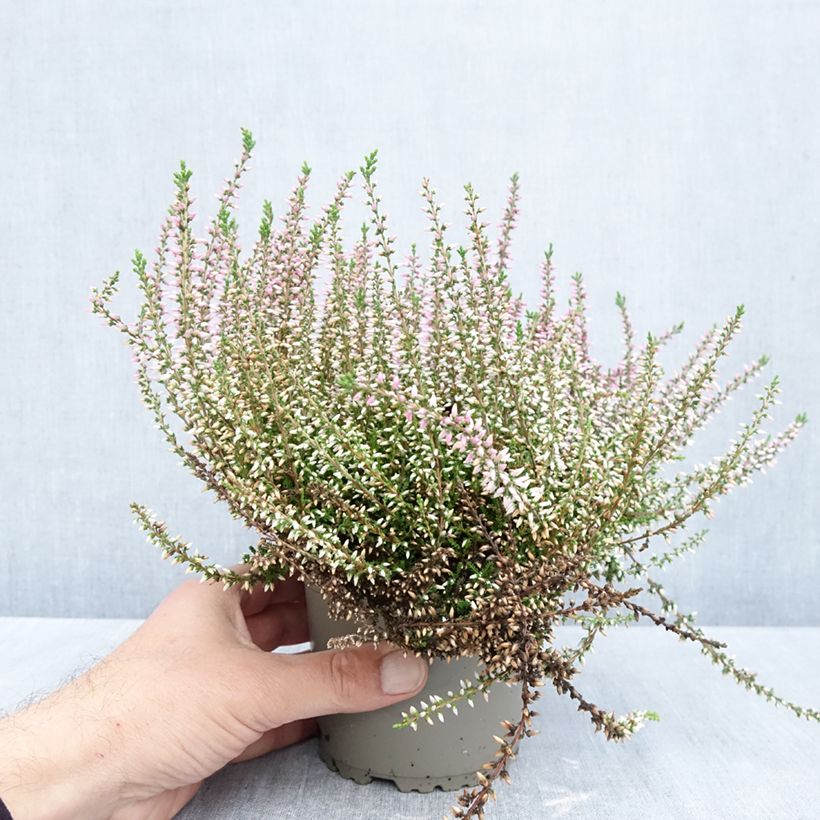 Calluna vulgaris Garden Girls Pink Angie - Heather 1L/1.5L pot sample as delivered in autumn