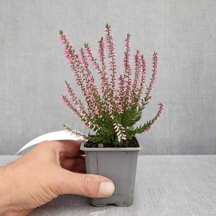 Calluna vulgaris Pink Bettina - Heather 8/9 cm pot sample as delivered in autumn