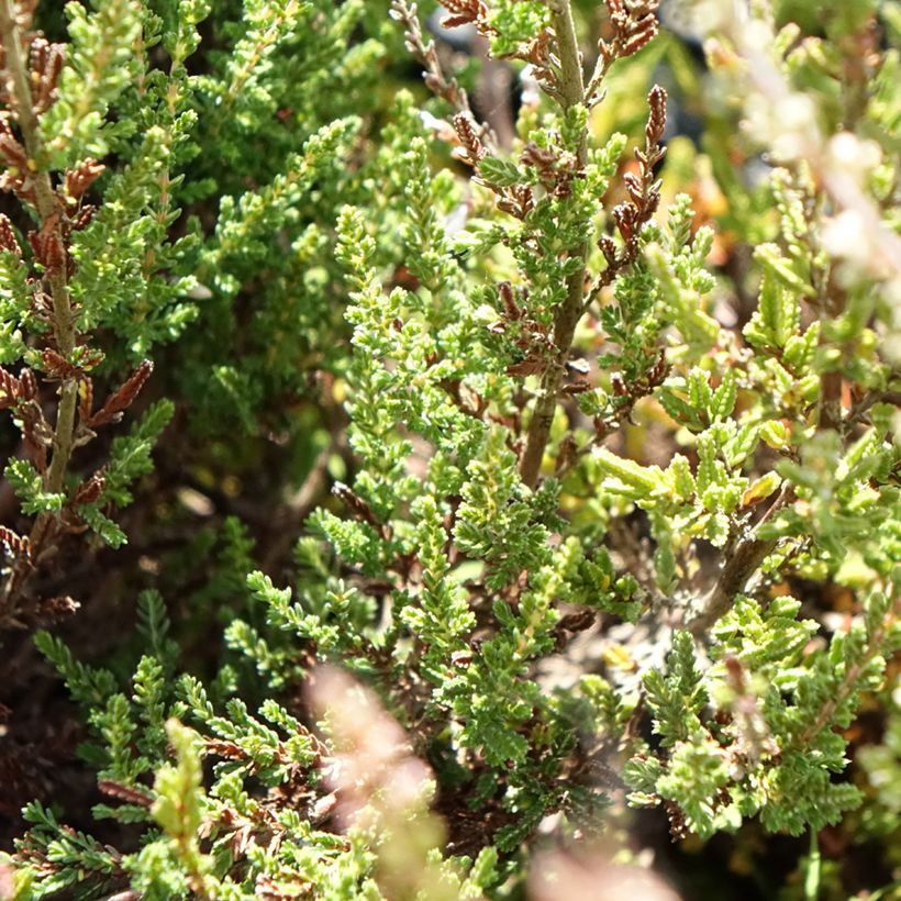 Calluna vulgaris Pink Bettina - Heather (Foliage)
