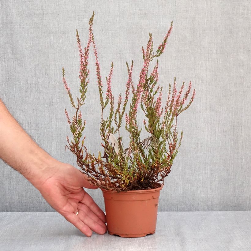 Calluna vulgaris Pink Bettina - Heather 1L/1.5L pot sample as delivered in summer