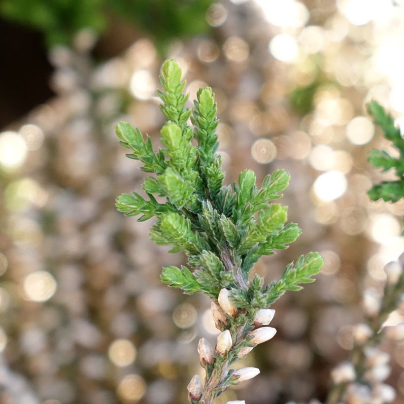 Calluna vulgaris Garden Girls Rosita - Heather (Foliage)