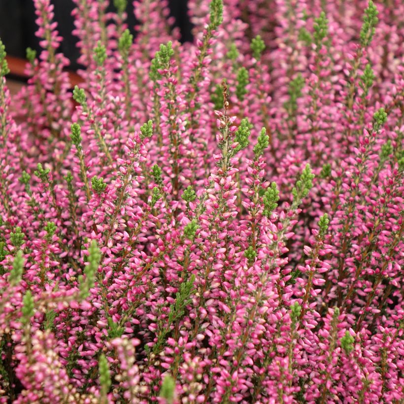 Calluna vulgaris Garden Girls Rosita - Heather (Plant habit)