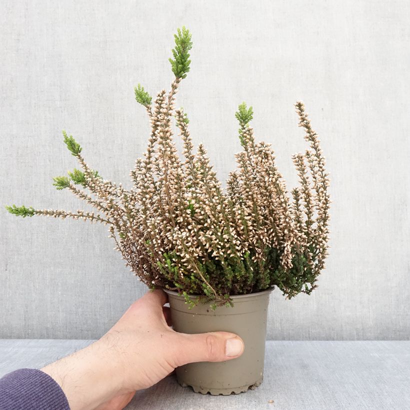 Calluna vulgaris Garden Girls Rosita - Heather 1L/1.5L pot sample as delivered in spring