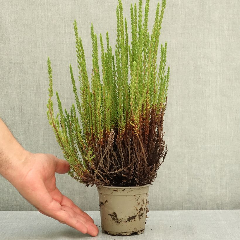 Calluna vulgaris Garden Girls Zelia - Heather 1L/1.5L pot sample as delivered in summer