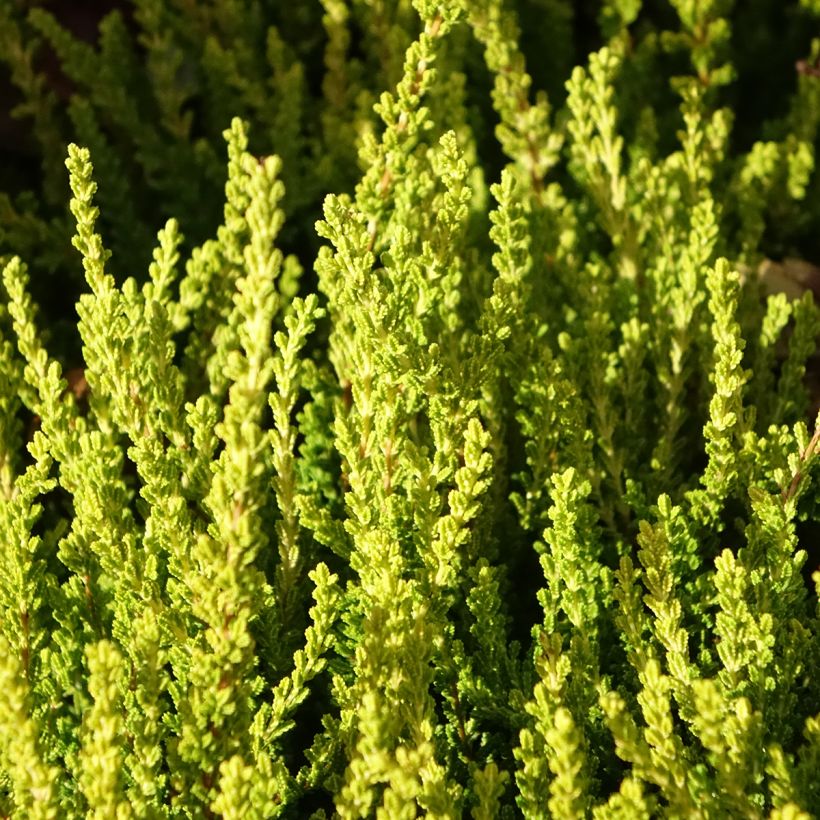 Calluna vulgaris Garden Girls Zeta - Heather (Foliage)