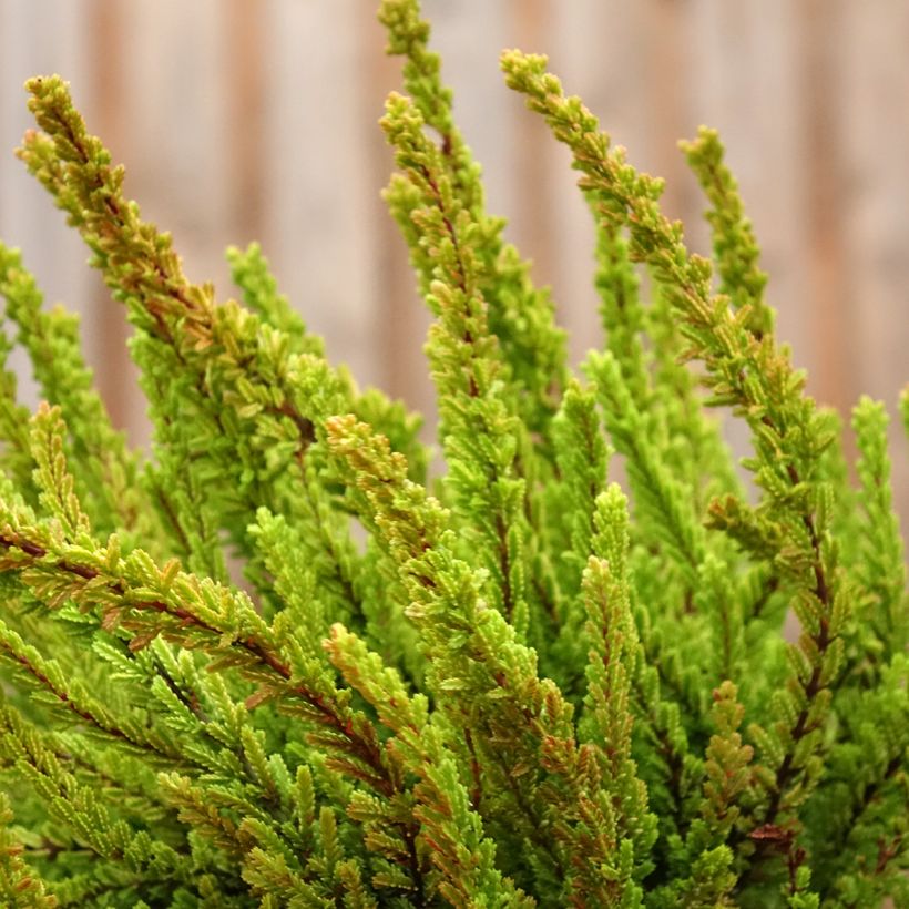 Calluna vulgaris Garden Girls Zoe - Heather (Plant habit)