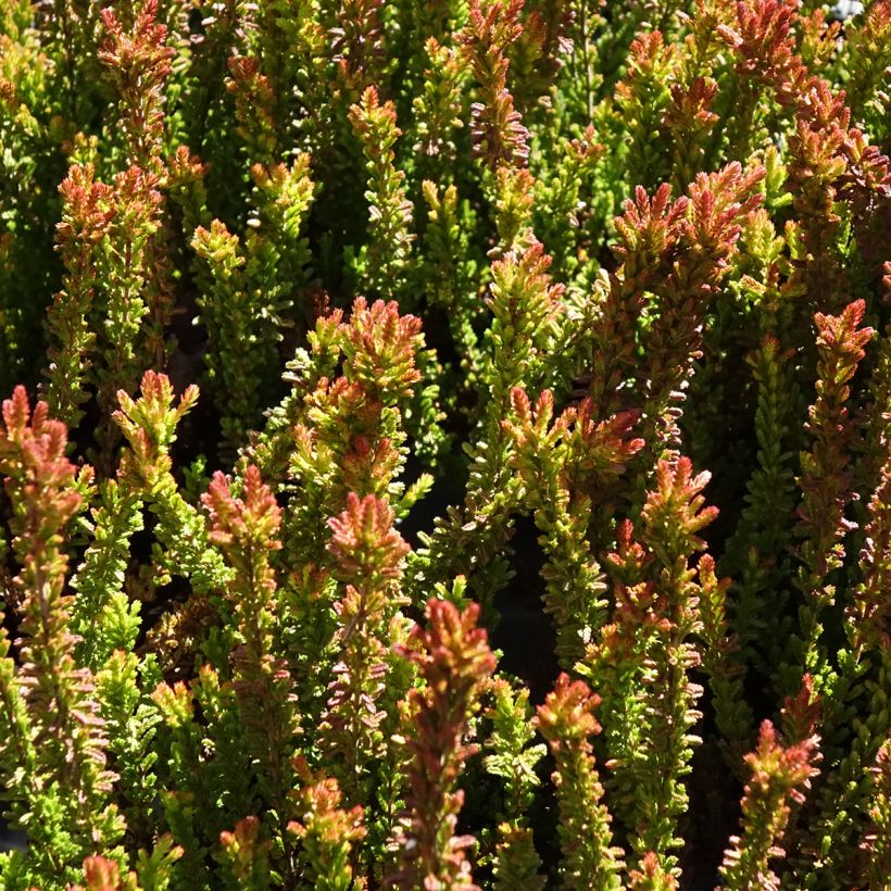 Calluna vulgaris Garden Girls Zorina - Heather (Foliage)