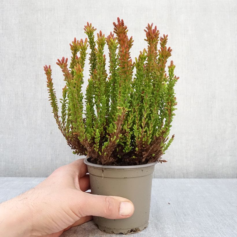 Calluna vulgaris Garden Girls Zorina - Heather 1L/1.5L pot sample as delivered in spring