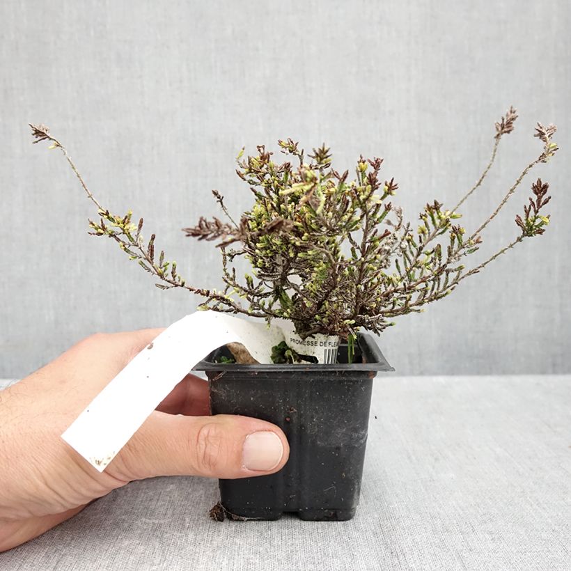 Calluna vulgaris Alba - Heather 8/9 cm pot sample as delivered in autumn
