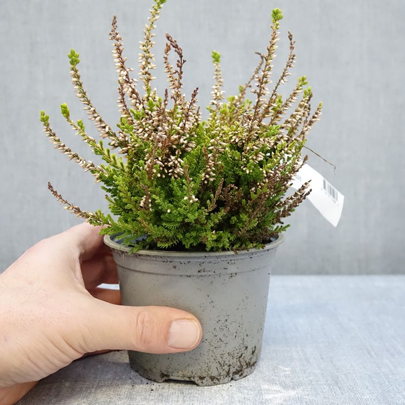 Calluna vulgaris Anouk - Heather 12cm pot sample as delivered in winter